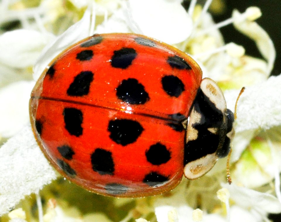 Harmonia-axyridis-06-fws
