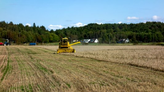 Harvesting oat after the summer of 2018 drought 1