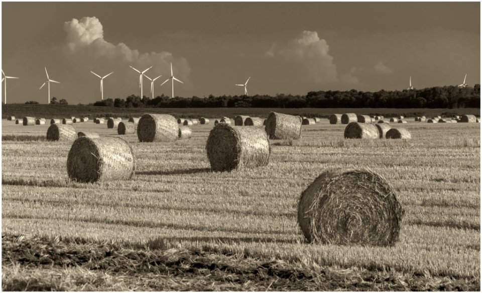 Harvest (161280313)
