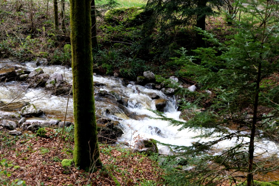 Harzbach 2020-03-13 08