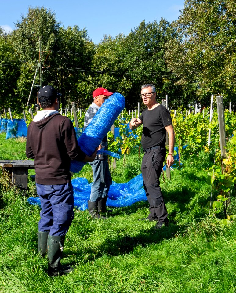 Harvesting grapes in Chateaux Luna vineyard 2