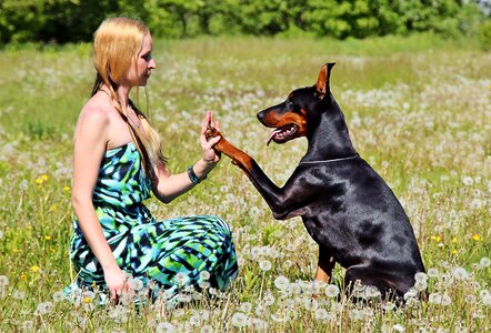 Doberman beauty friendship