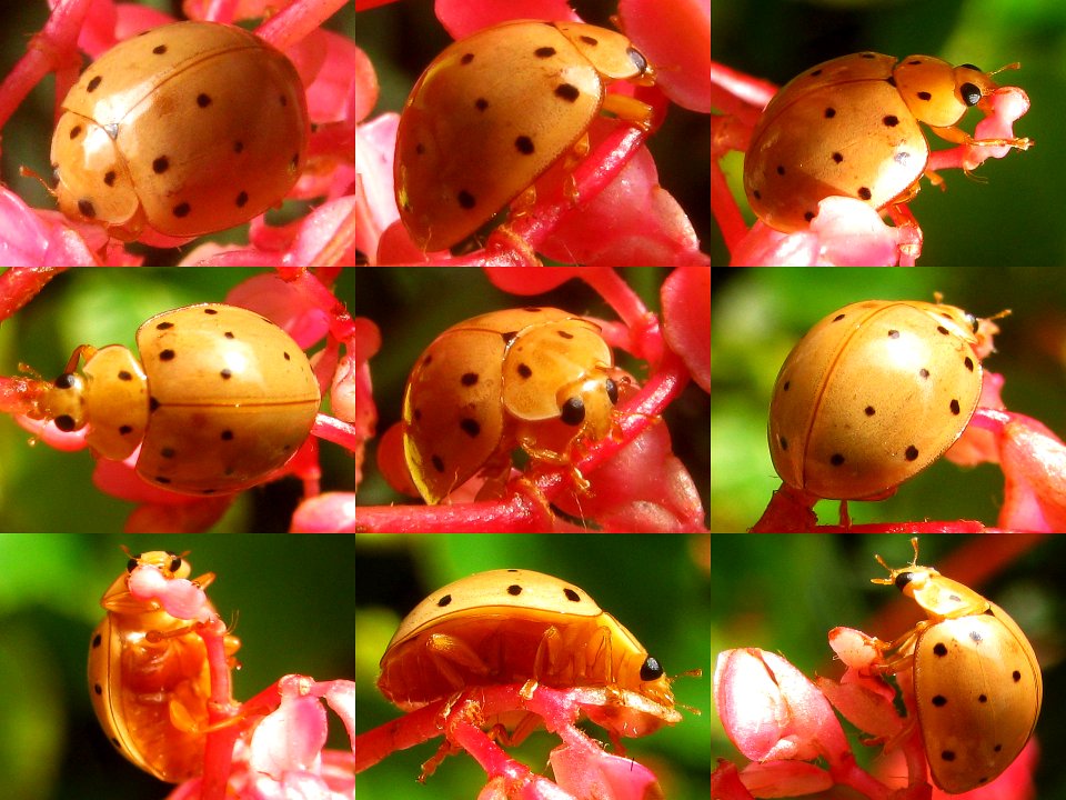 Harmonia sedecimnotata on red flower - SaranganIDN20100819 collage
