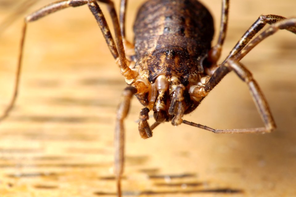 Harvestman Opiliones grooming 2016-05-15