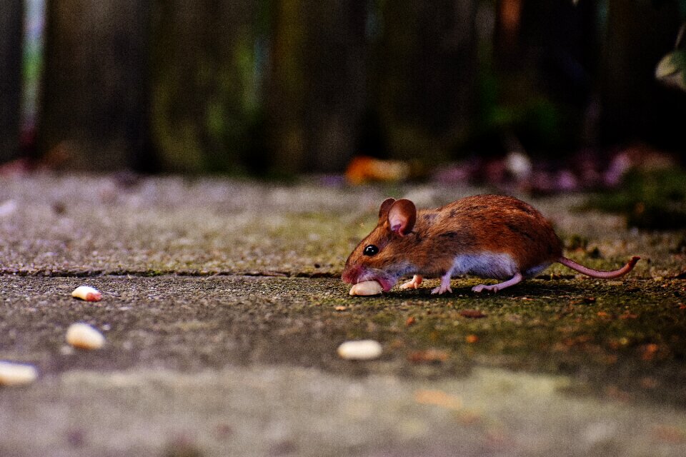 Mammal nager nature
