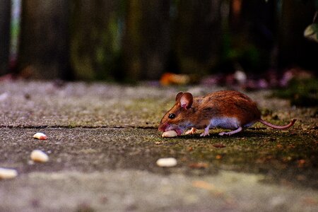 Mammal nager nature