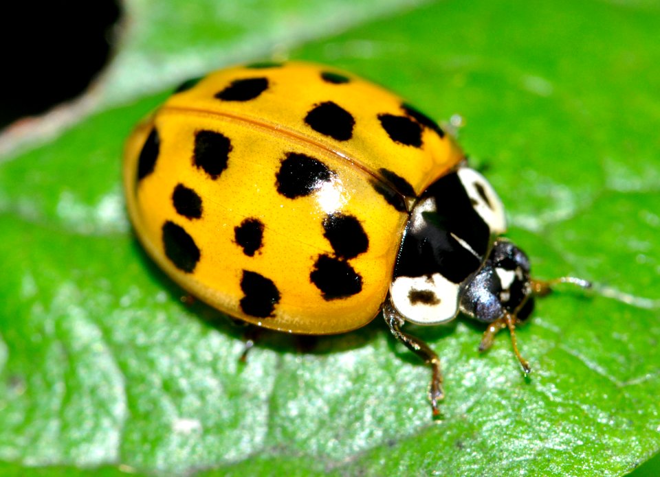 Harmonia-axyridis-03-fws