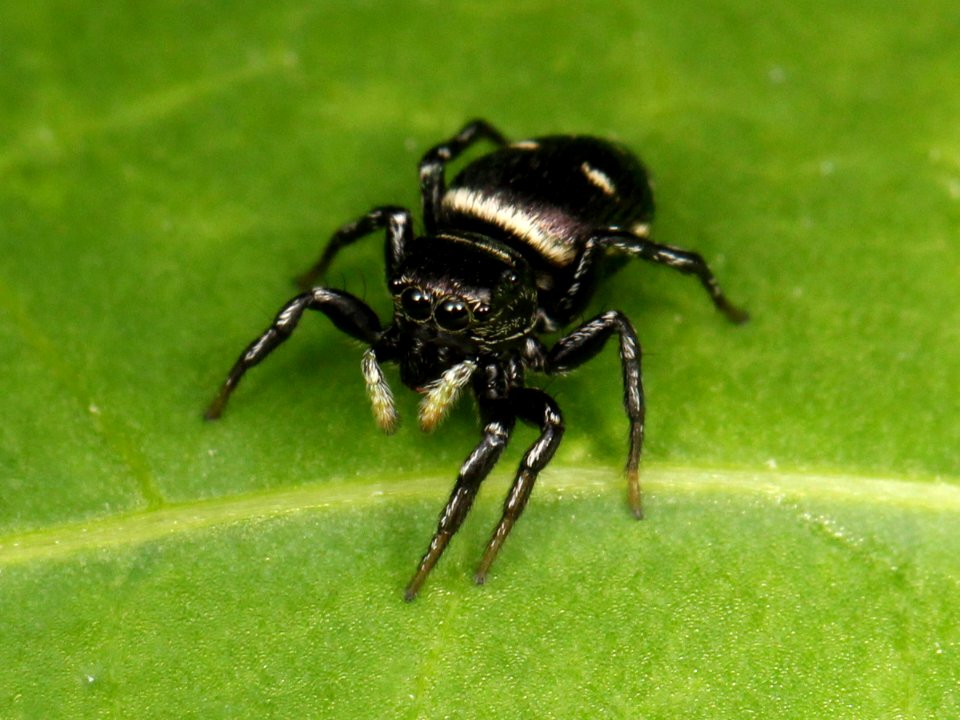 Heliophanus capensis female 03