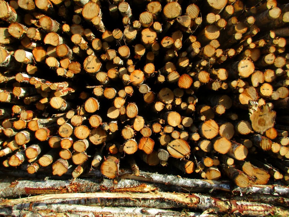 Birch birch cut down buiding materials