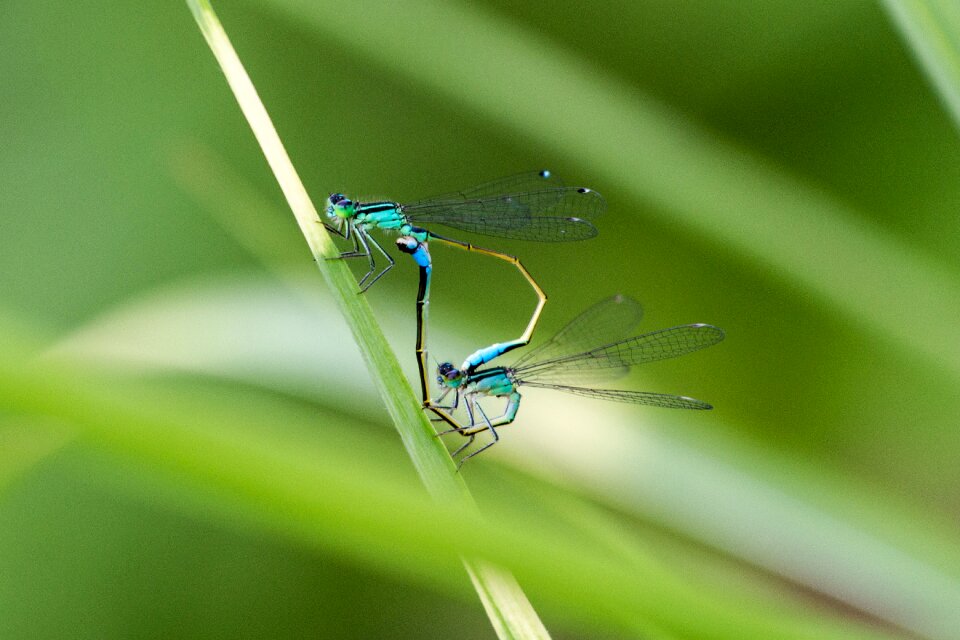 Close up pair insect