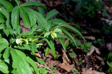 Helleborus viridis Habit