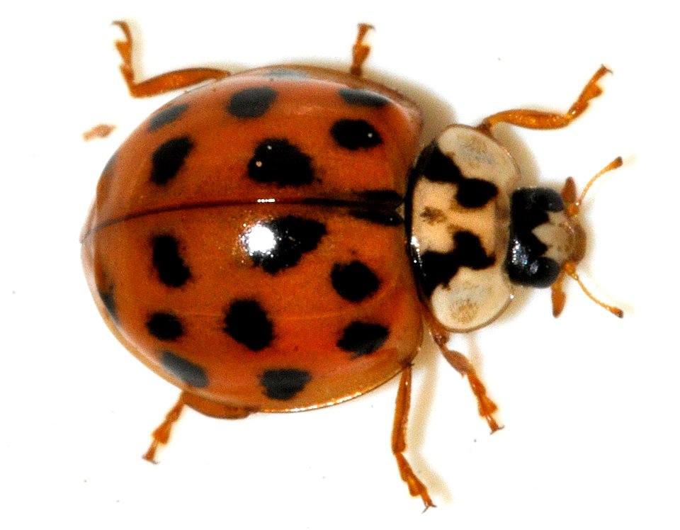 Harmonia-axyridis-12-fws