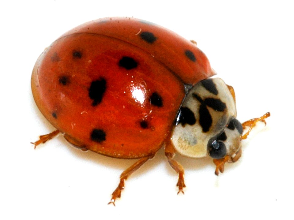 Harmonia-axyridis-08-fws