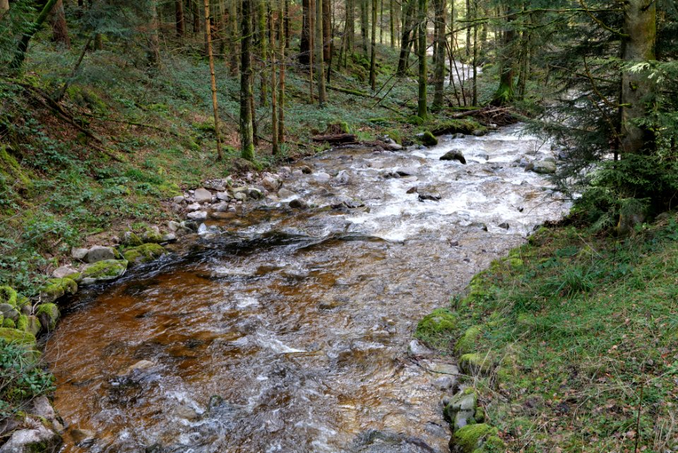 Harzbach 2020-03-13 07