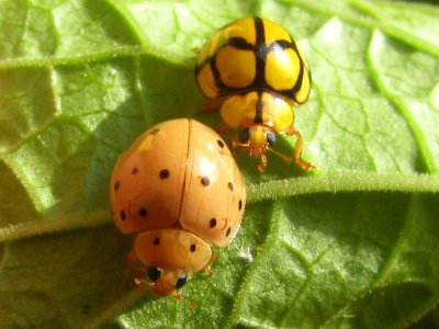 Harmonia sedecimnotata and Heteroneda billardieri - SaranganIDN20100818 33