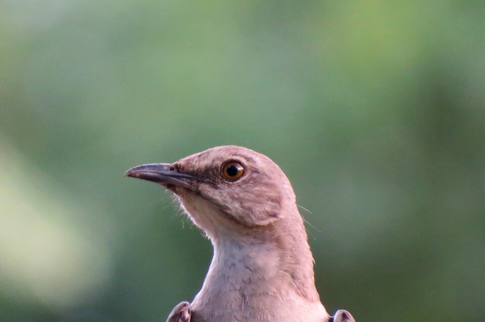 Close up songbird nature