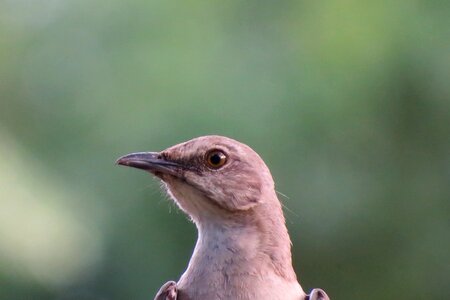 Close up songbird nature