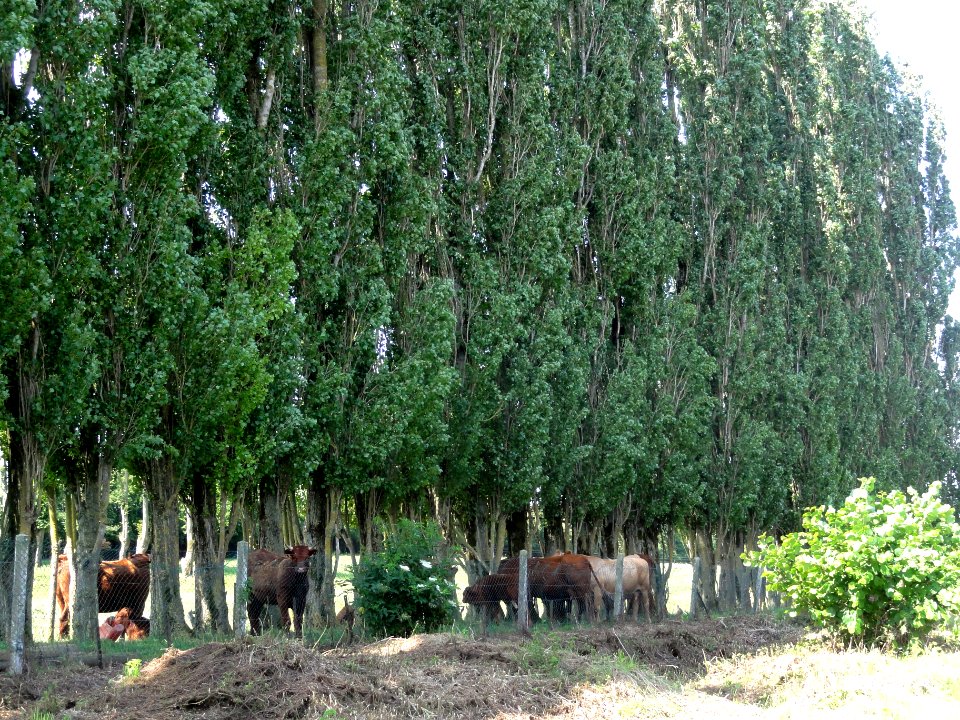 Hary (Aisne) vaches sous les arbres 02