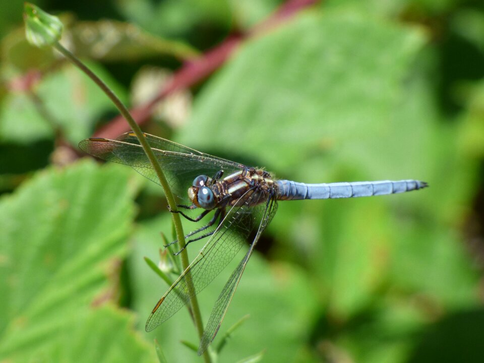 Winged insect wetland orthetrum coerulescens
