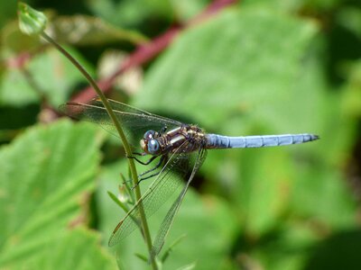 Winged insect wetland orthetrum coerulescens