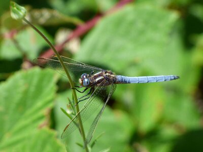 Winged insect wetland orthetrum coerulescens photo