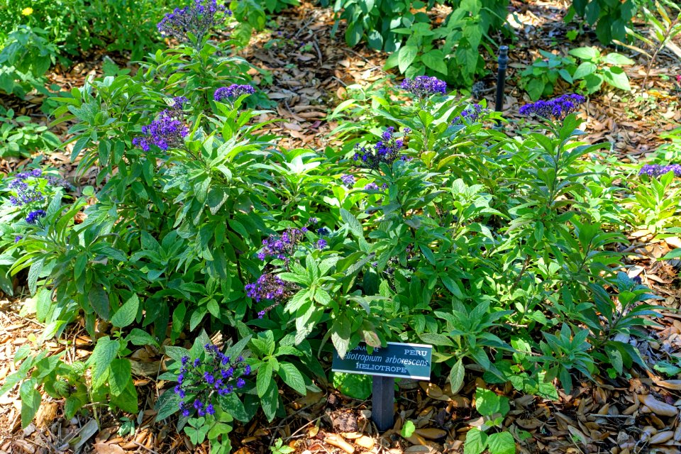Heliotropium arborescens - Marie Selby Botanical Gardens - Sarasota, Florida - DSC01632