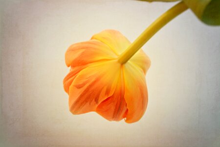 Orange flower orange tulip one