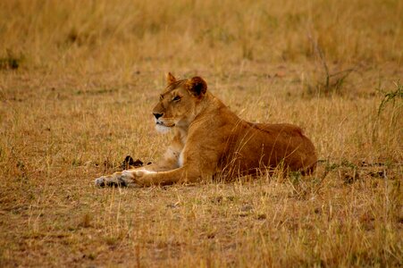 Predator lion females africa photo