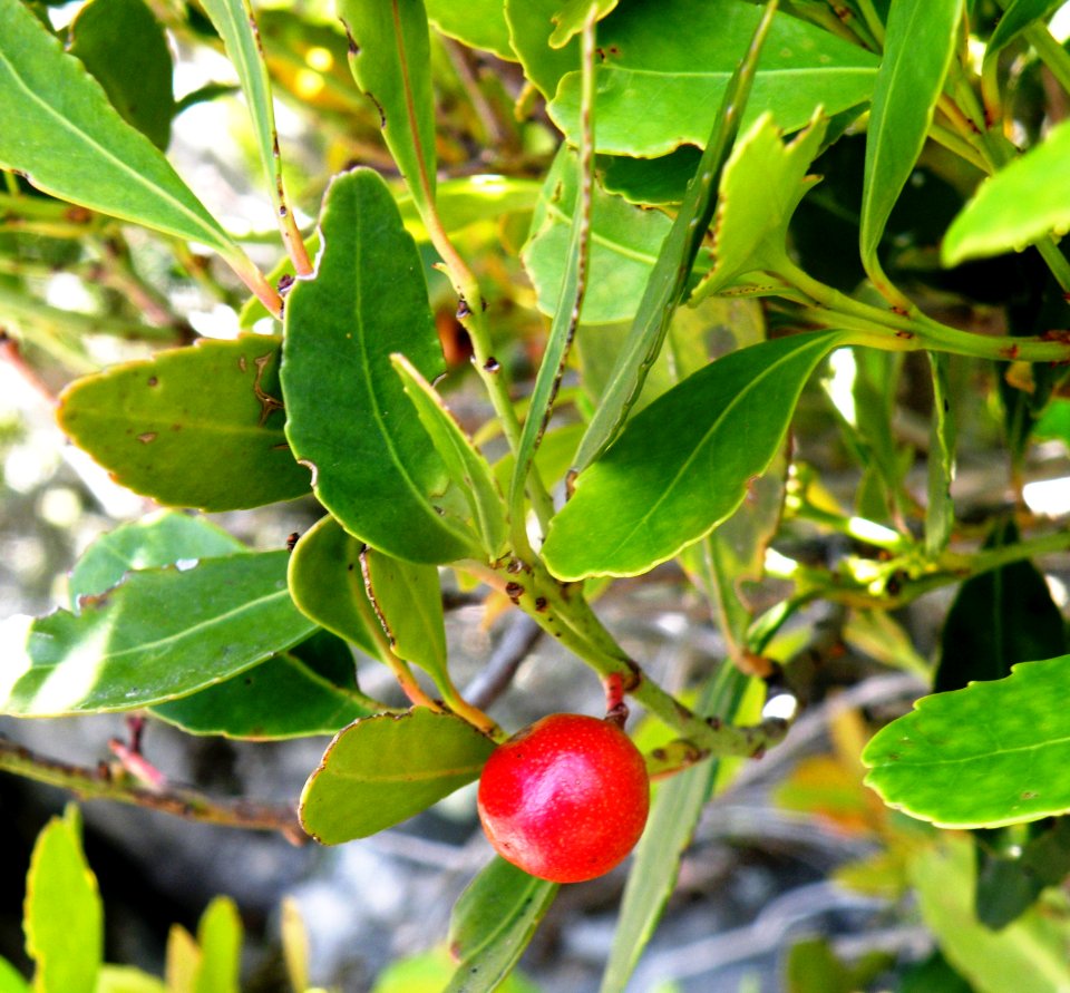 Hartogiella schinoides Spoonwood tree - Cape Town South Africa 6