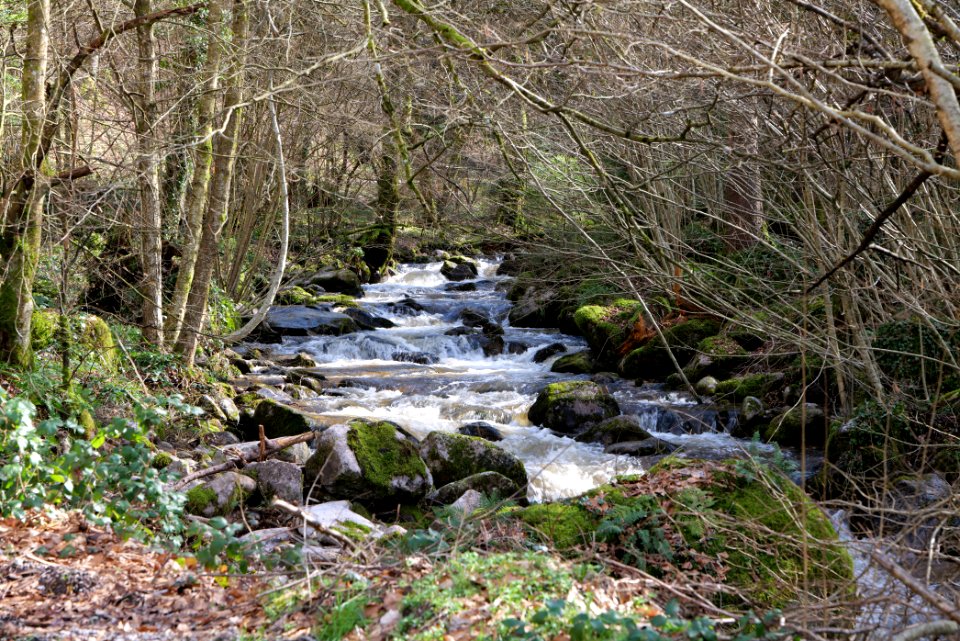 Harzbach 2020-03-13 14