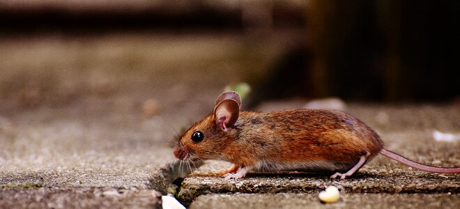 Mammal nager nature