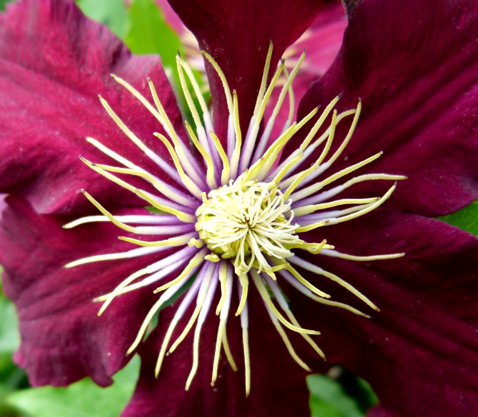 Helleborus 2
