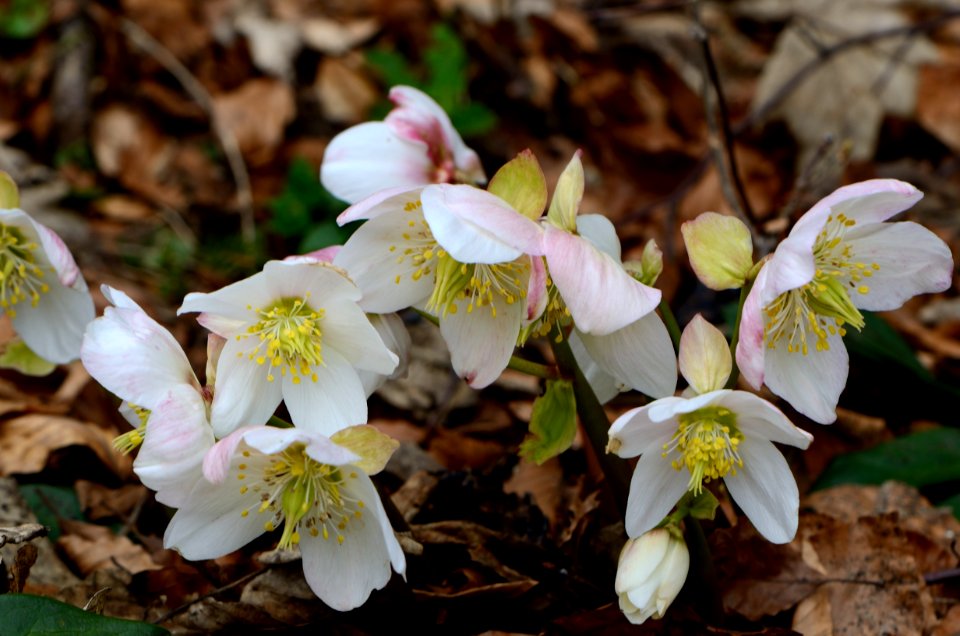 Helleborus niger Anthese