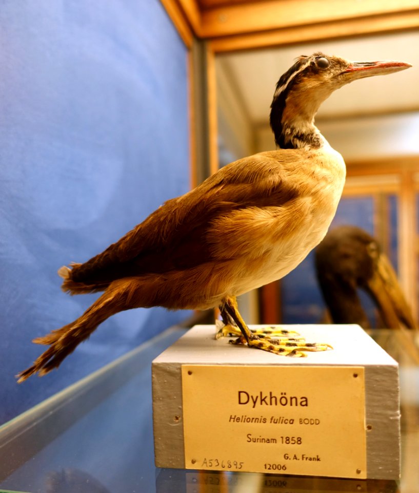 Heliornis fulica - Swedish Museum of Natural History - Stockholm, Sweden - DSC00635
