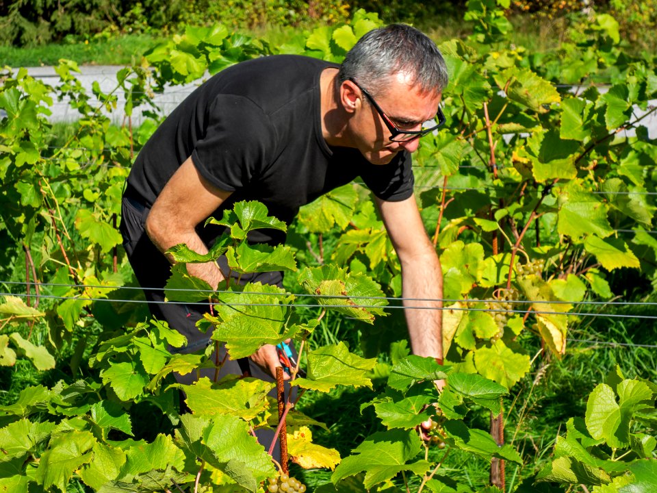 Harvesting grapes in Chateaux Luna vineyard 3