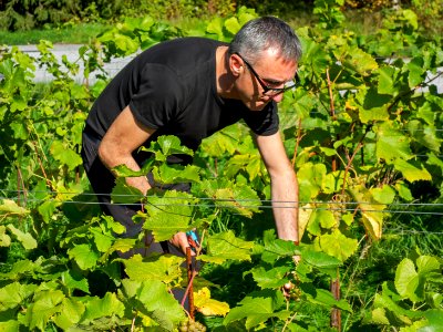 Harvesting grapes in Chateaux Luna vineyard 3