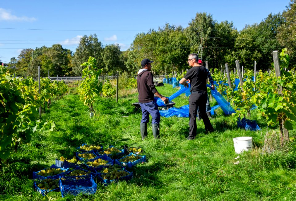 Harvesting grapes in Chateaux Luna vineyard 1