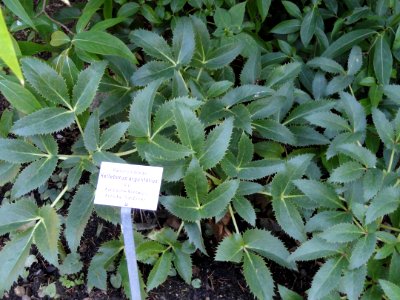 Helleborus lividus subsp. corsicus - Botanischer Garten, Frankfurt am Main - DSC02518