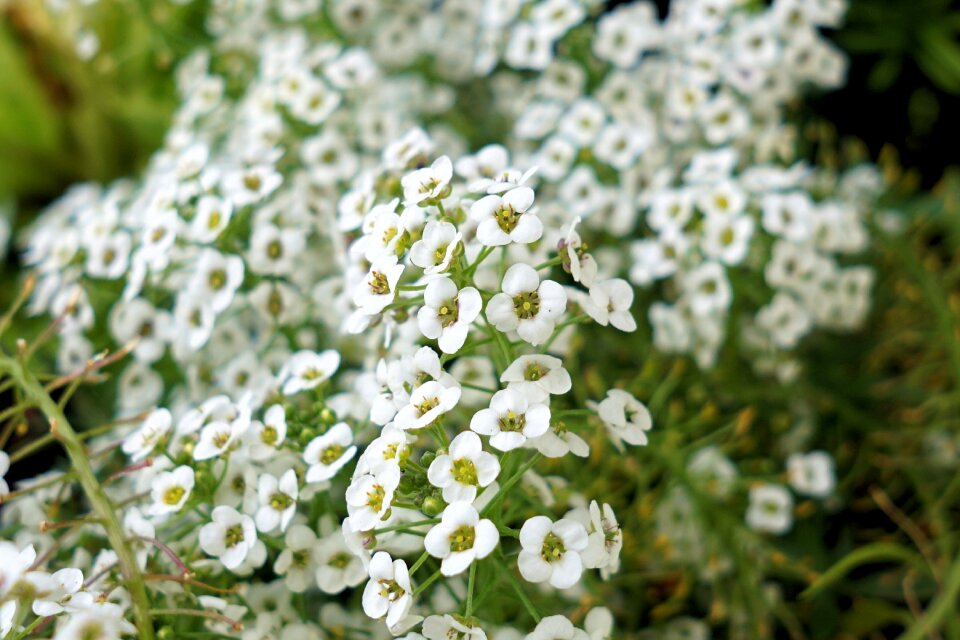Nature small white