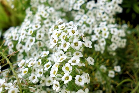 Nature small white