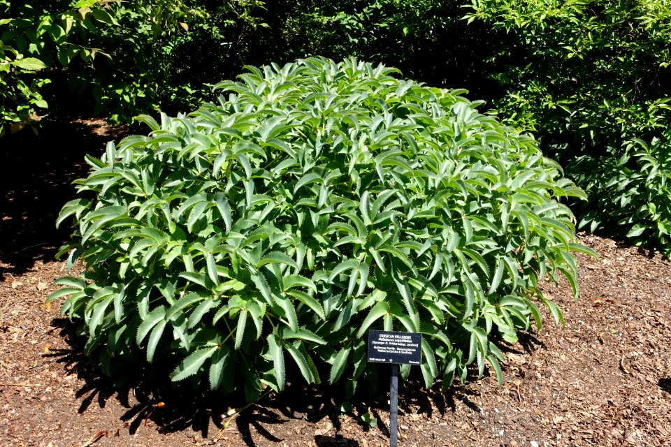 Helleborus lividus subsp. corsicus (Helleborus argutifolius) - VanDusen Botanical Garden - Vancouver, BC - DSC07362