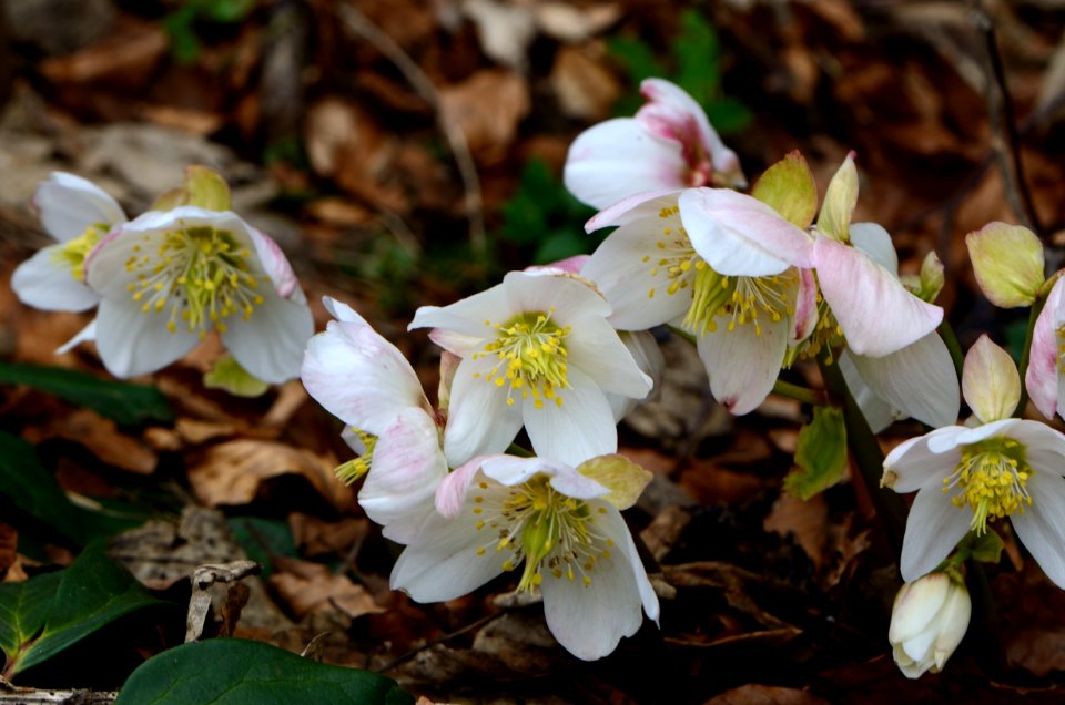 Helleborus niger Anthese 01