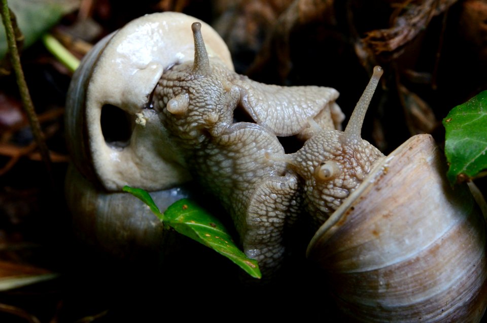 Helix pomatia Kopula