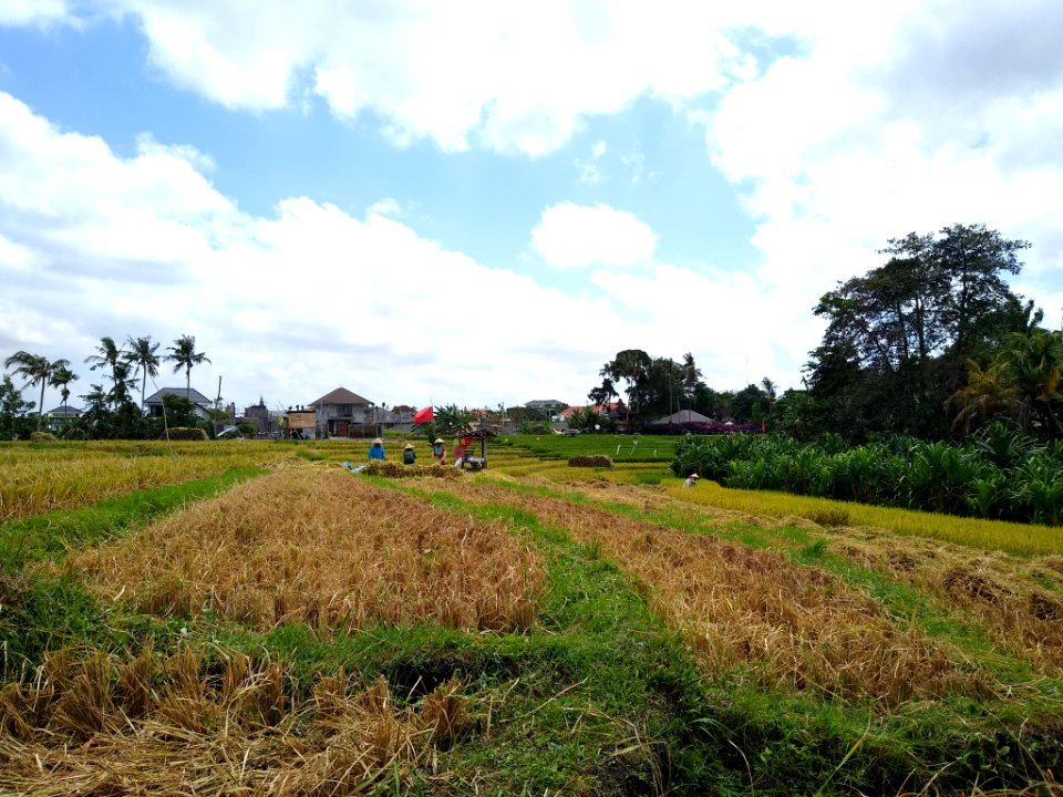 Harvesting rice in Canggu