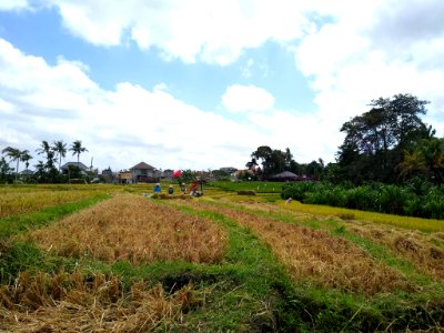 Harvesting rice in Canggu