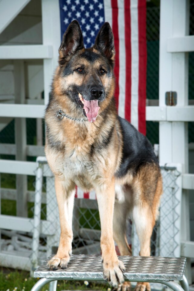 Canine portrait working dog