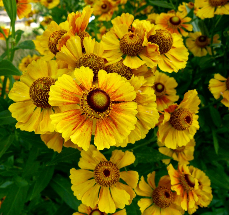 Helenium striatum 2