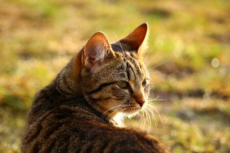 Domestic cat tiger cat mieze photo