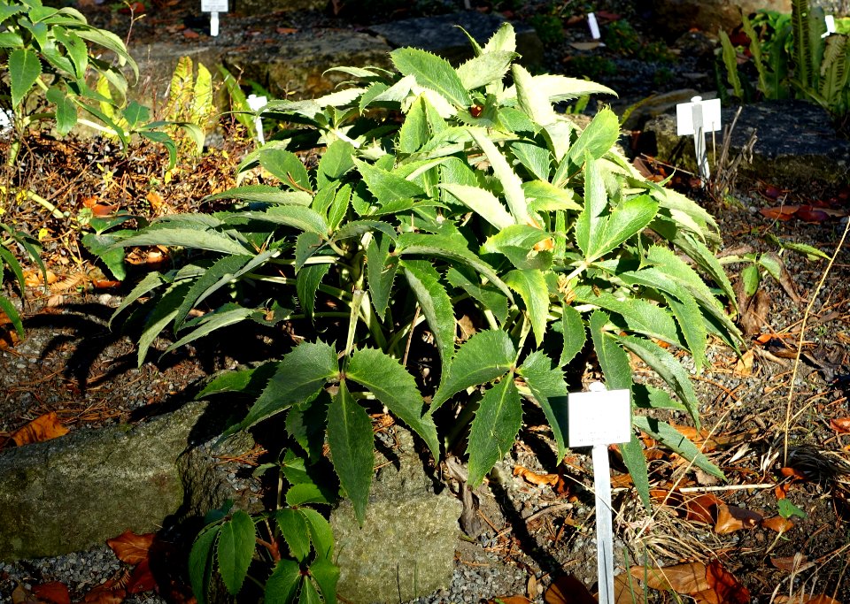 Helleborus lividus subsp. corsicus (Helleborus argutifolius) - Botanischer Garten Braunschweig - Braunschweig, Germany - DSC04363