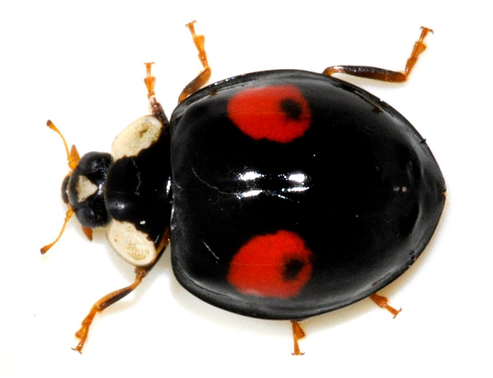Harmonia-axyridis-11-fws